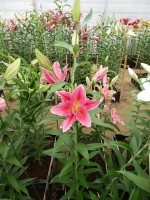 [4363 Night Fever DJ No201.JPG]